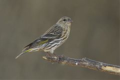 Pine Siskin